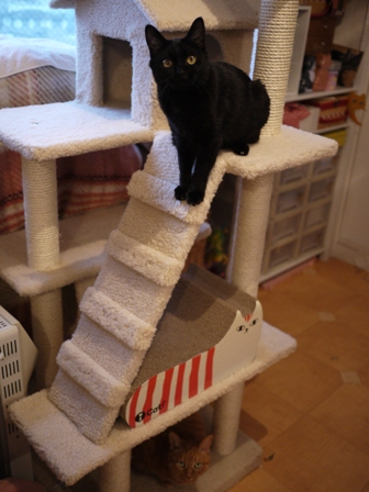 ふわふわ三角屋根おうちキャットタワー猫 空しぇるのぇるろった編。_a0143140_21325855.jpg