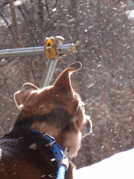 ２０１２年２月２９日（水）雪の賤ヶ岳②_a0216142_0102275.jpg