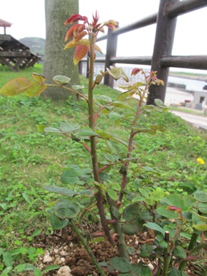 3月 1日 成長☆_b0158746_16353143.jpg