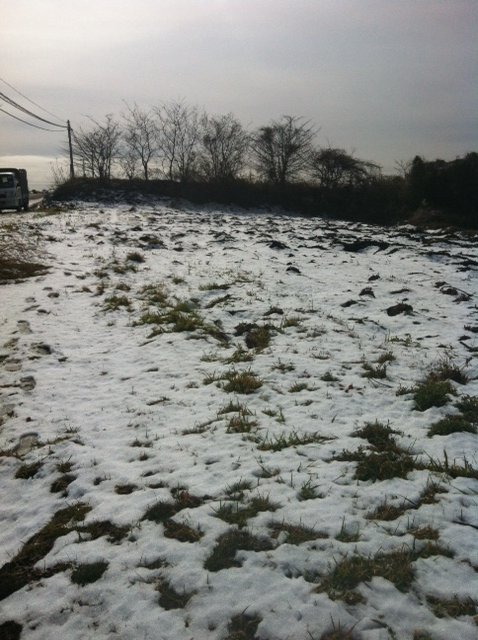 ジョイア畑は昨日の雪が残っています_c0222448_14421844.jpg