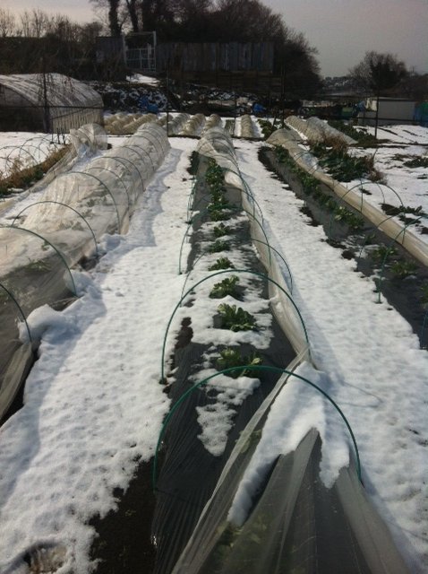 ジョイア畑は昨日の雪が残っています_c0222448_14423216.jpg