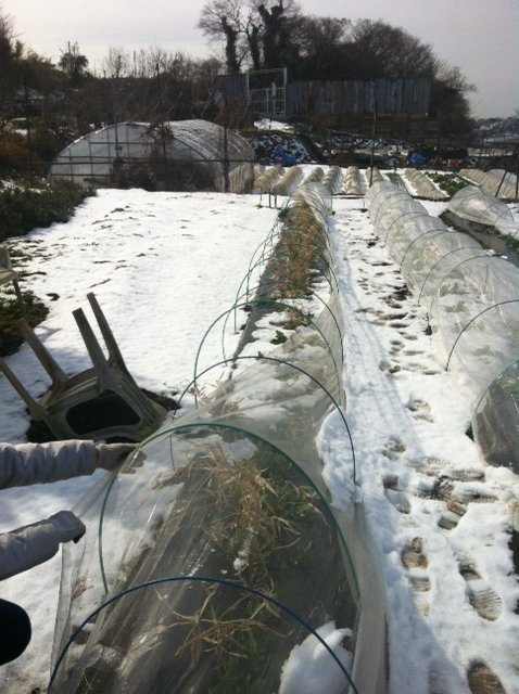 ジョイア畑は昨日の雪が残っています_c0222448_14424627.jpg
