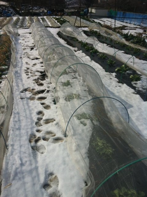 ジョイア畑は昨日の雪が残っています_c0222448_14432773.jpg