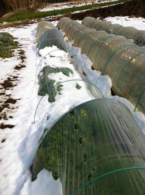ジョイア畑は昨日の雪が残っています_c0222448_14434766.jpg