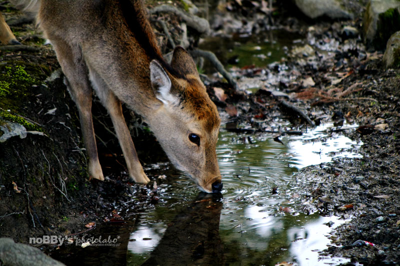 冬の奈良公園 02_a0134950_23202336.jpg