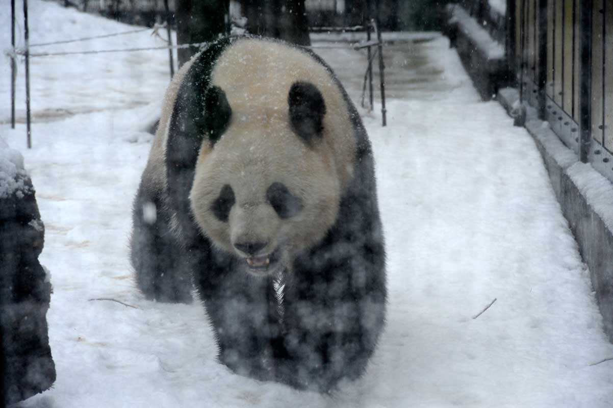 雪の上野動物園_b0023856_7305780.jpg