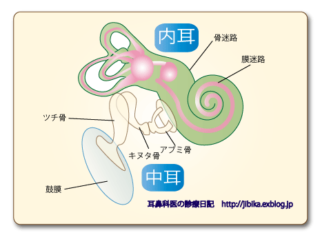 急性低音障害型感音難聴とは?_e0084756_1052097.gif