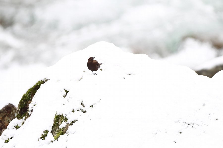 雪と清流とカワガラス・・・_f0132959_211169.jpg