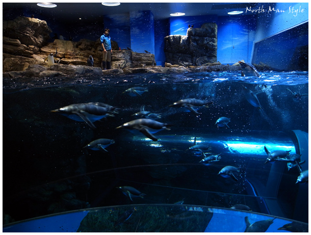 ペンギン村_a0114060_204143100.jpg