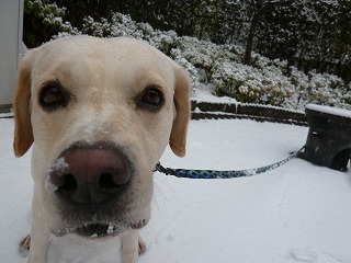 with dog その1 兄ちゃんと雪あそび♪ _a0165160_6928.jpg