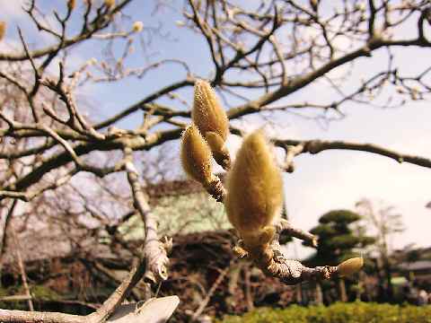 【ようやく梅の咲き始めた鎌倉長谷寺】_c0042960_14505475.jpg