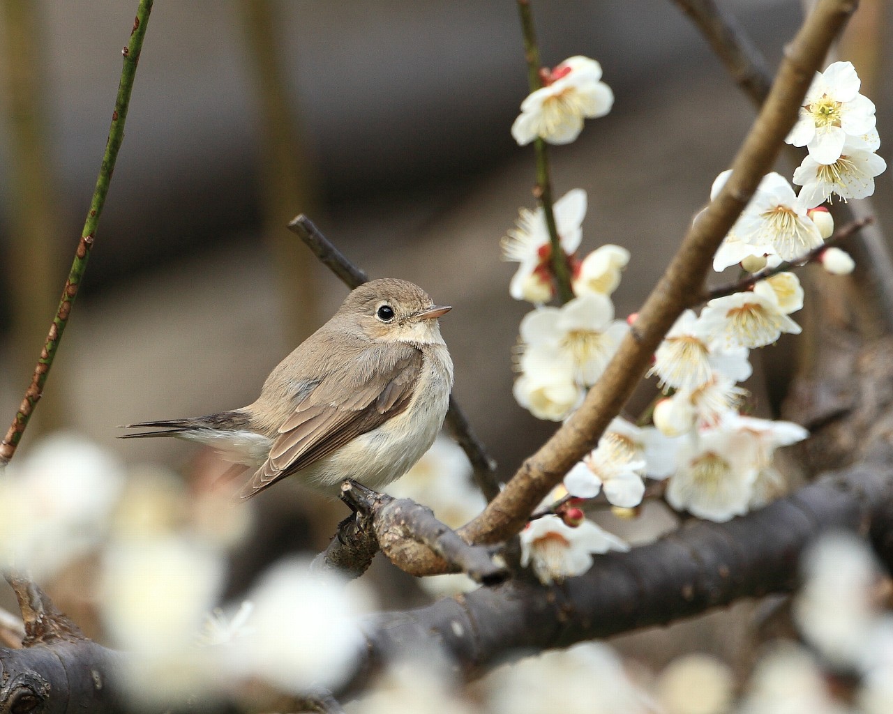 Life With Birds 3