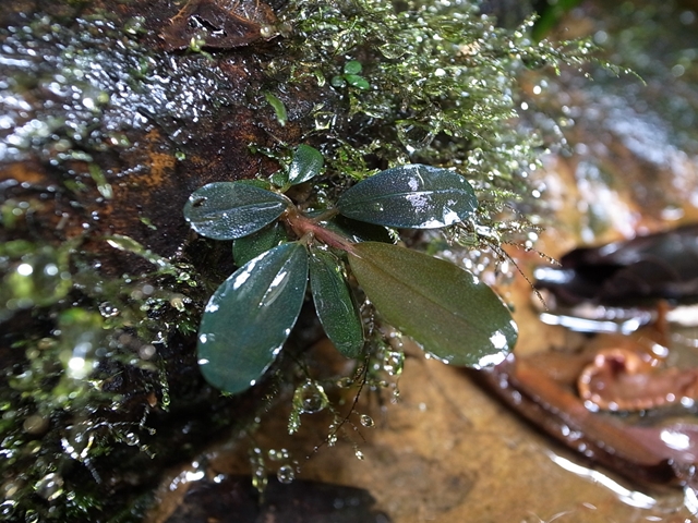 ピ*ジ様 ☆Bucephalandra motleyana ① 青黒系の逸品