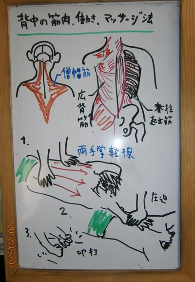 肩の筋肉、働き、マッサージ法、傷害など_f0115484_14265397.jpg