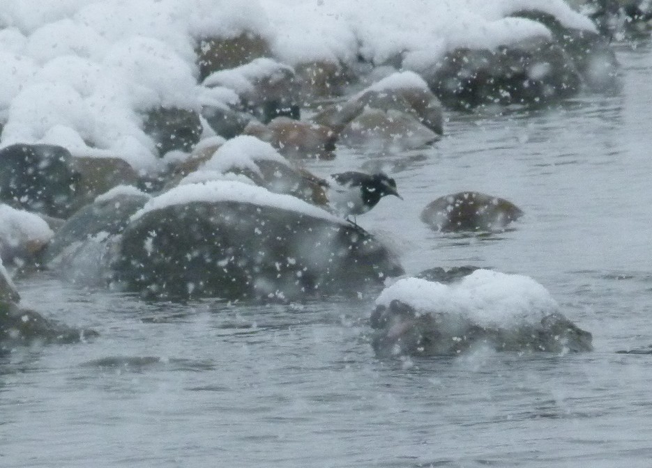 雪の中の鳥_f0201084_14333299.jpg