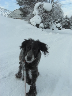 2012冬・犬ぞりin北海道_b0231886_2144430.jpg