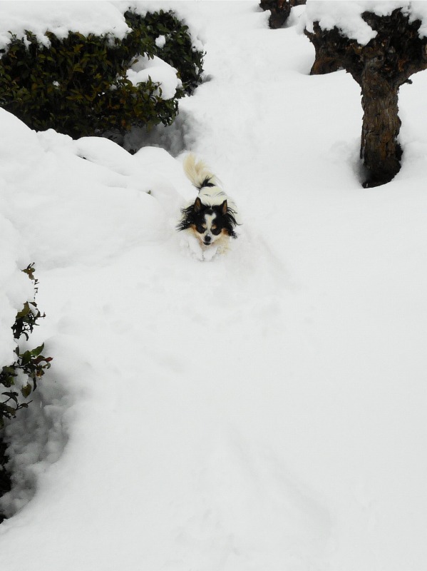 トトロの森　大雪でした・・・・_e0202393_734153.jpg