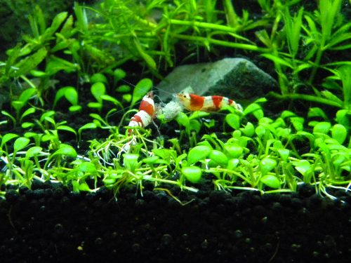 Shrimp　\"mom\"・・・double　spawn!_f0138093_838222.jpg