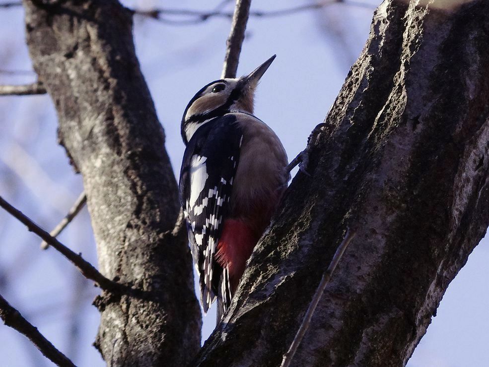 Great Spotted Woodpecker:アカゲラに出会う_a0031821_1029938.jpg