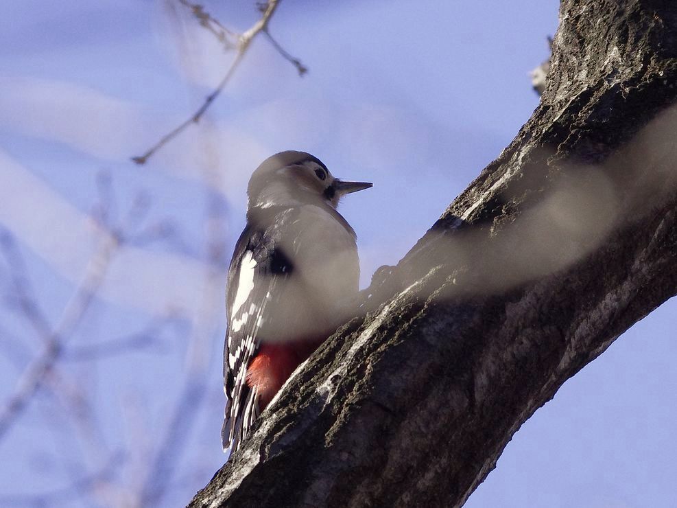 Great Spotted Woodpecker：アカゲラに出会う_a0031821_10302140.jpg