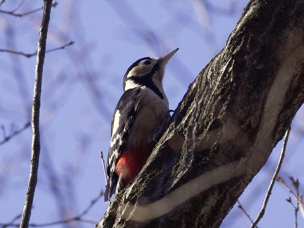Great Spotted Woodpecker：アカゲラに出会う_a0031821_1030552.jpg