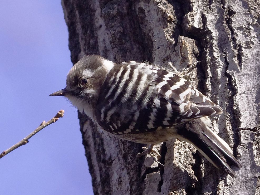 Japanese Pygmy Woodpecker：鳥影寂しい里山でコゲラに慰められた_a0031821_17511043.jpg