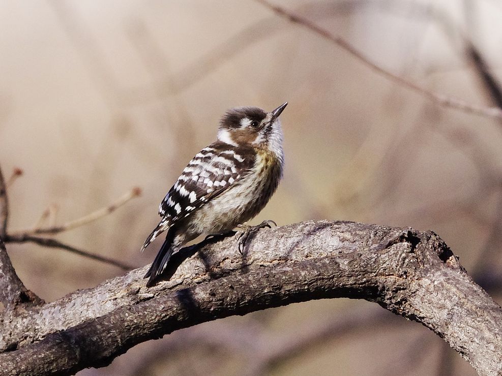 Japanese Pygmy Woodpecker：鳥影寂しい里山でコゲラに慰められた_a0031821_17563690.jpg