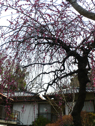 f0060424_193812.jpg