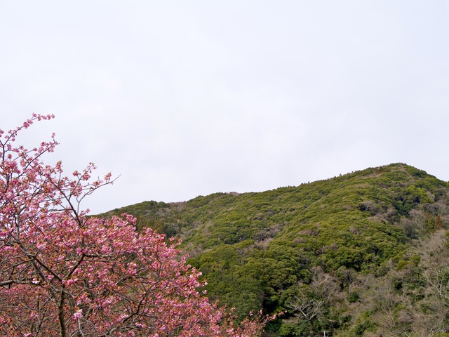 河津桜と菜の花_b0191026_1415211.jpg