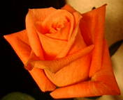 f0195131_23241343.jpg