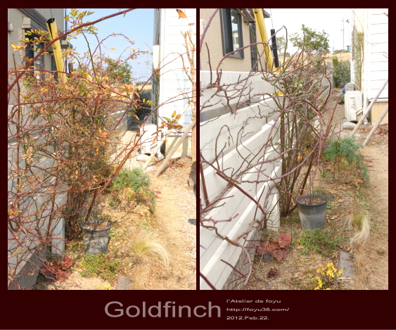 2012冬剪定&誘引・その5 Goldfinch_e0204334_14253025.jpg