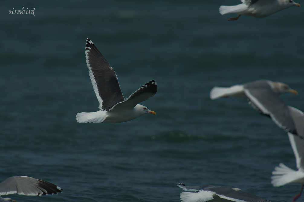 ホイグリンカモメ（冬鳥　ホイグイン鷗、全長約55㎝）_d0238245_0254019.jpg