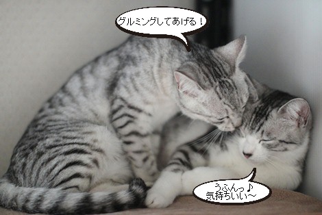 多頭飼いに向く子、向かない子_e0151545_20111092.jpg