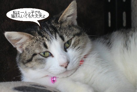 多頭飼いに向く子、向かない子_e0151545_20241228.jpg