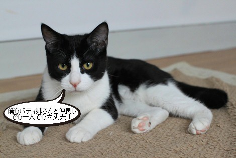 多頭飼いに向く子 向かない子 保護猫さんのご縁探し