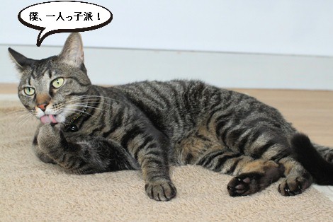 多頭飼いに向く子 向かない子 保護猫さんのご縁探し