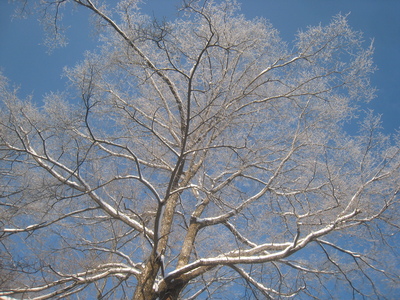 雪の晴れ間_b0126549_18564821.jpg