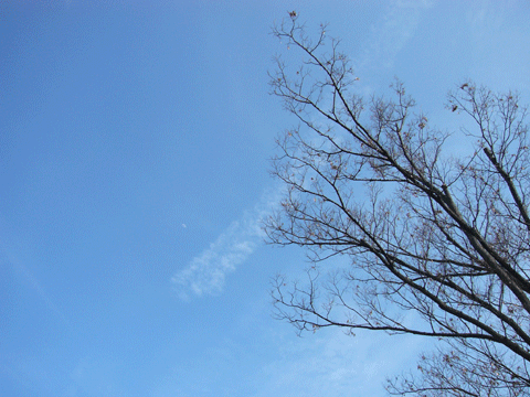 c0225153_16352866.gif