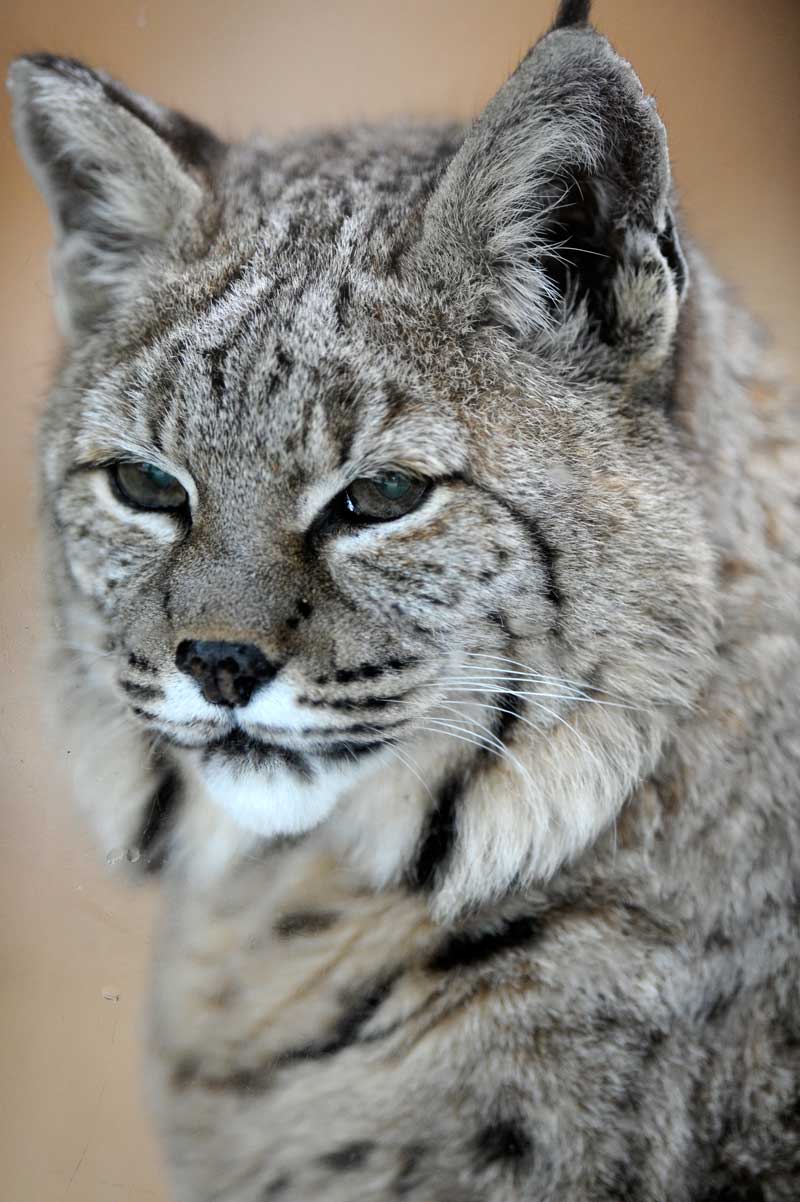 王子 小型の猫たち 動物園へ行こう