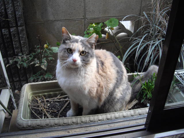 ちょっとずつ、誘導・・・です。_d0116059_1653764.jpg