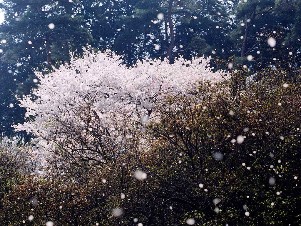 a0133388_83386.jpg