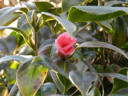 f0216489_12495886.jpg