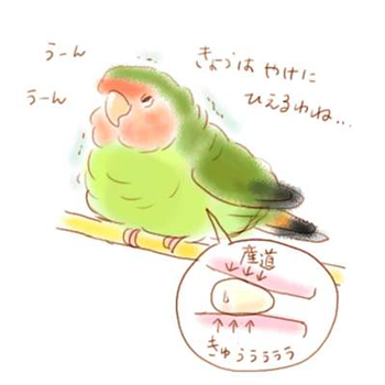 圧迫修業卵 ペンギン インコ陶つうしん 圧迫修業卵 ペンギン インコ陶つうしん