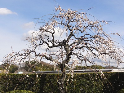 c0125501_14115779.jpg