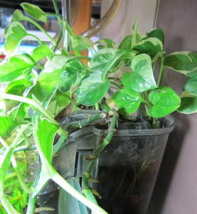 外掛け濾過は観葉植物で浄化能力アップ アクア工房いちなまの店長ブログ