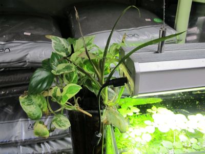 外掛け濾過は観葉植物で浄化能力アップ アクア工房いちなまの店長ブログ