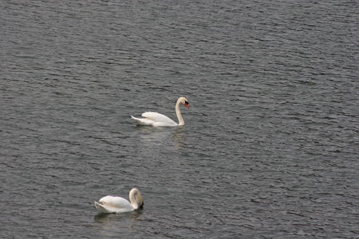 白鳥に出逢う－河川にて_d0177607_16305446.jpg