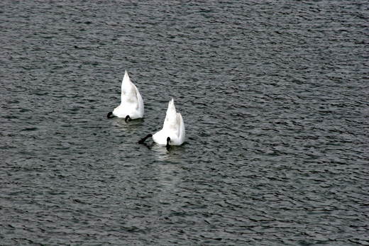 白鳥に出逢う－河川にて_d0177607_1632762.jpg