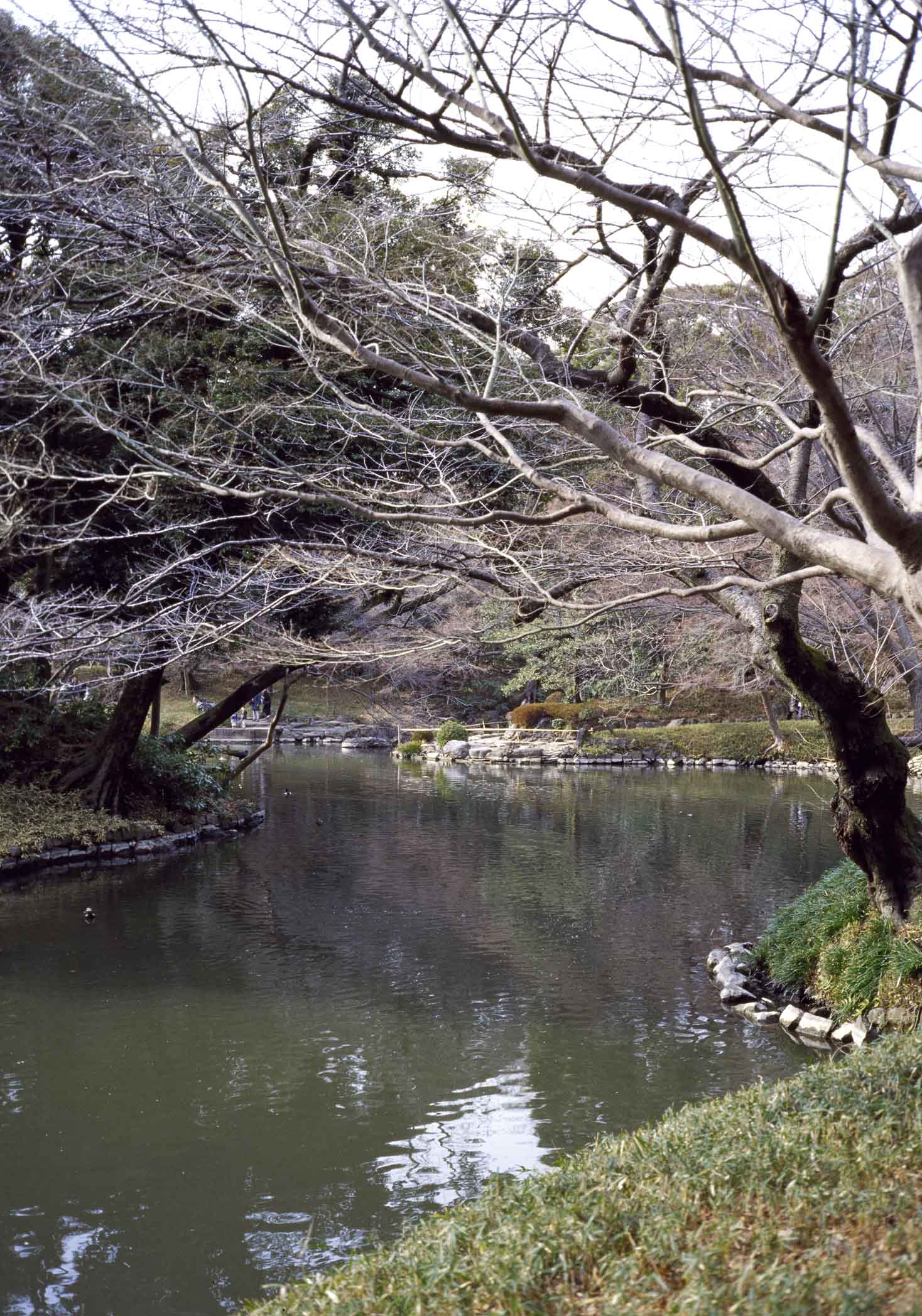 小石川後楽園　２～FUJI　GS645S試写～_d0085413_1252088.jpg