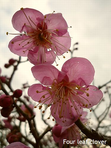 中山寺の梅　２０１２_f0087217_21395111.jpg